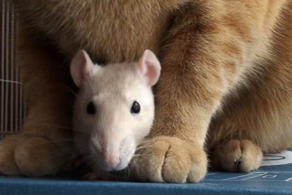 HT_Cat_Rat_01_jrl_160210_16x9_992